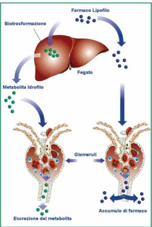 Figura 2  - Effetto dei processi metabolici sull'escrezio- sull'escrezio-ne dei farmaci