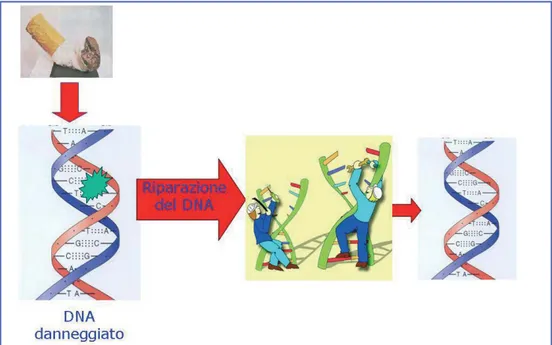 Figura 3 - Danno e riparazione del DNA