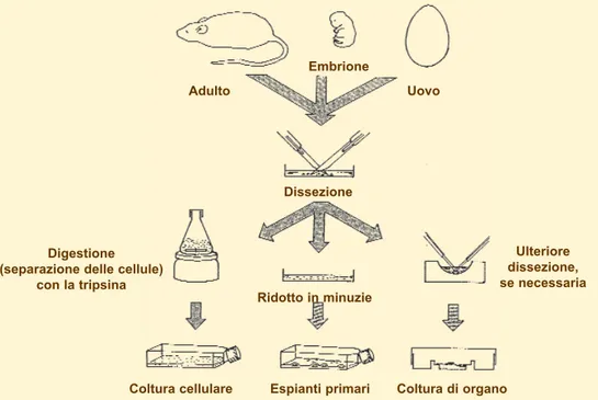 Figura 1 - Schema di preparazione di cellule isolate da organismi o tessuti