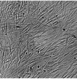 Figura 4 - Cellule epiteliali al microscopio ottico (Per gentile concessione della dott.ssa