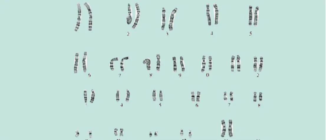 Figura 2 - Cariotipo femminile umano normale. I cromosomi mostrano le bande G, ottenute