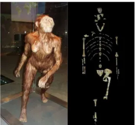 Figura 1 Ricostruzione e scheletro di  Lucy