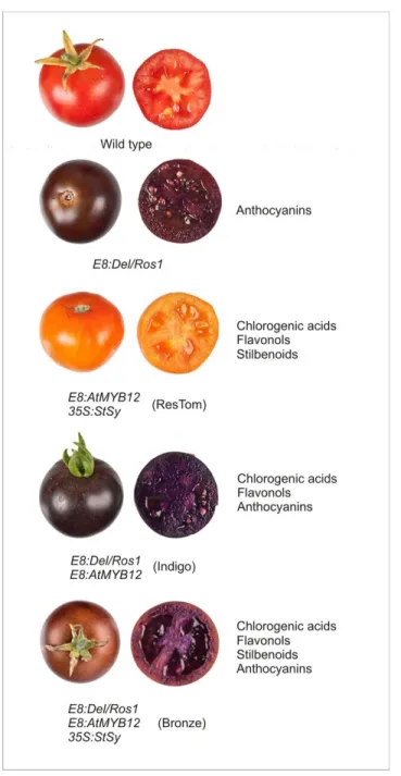 Figure 2. Purple tomatoes produced by genetic engineering. The main classes of polyphenols synthesized 