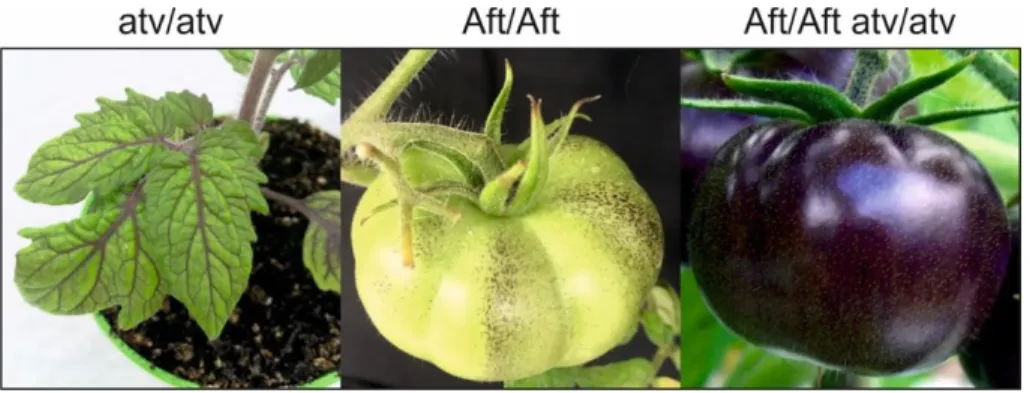 Figure 4. Enriched-anthocyanin tomato lines. Starting from the left side:  S. lycopersicum atroviolacea 
