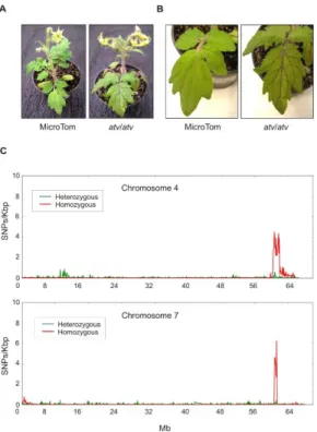 Figure 1. Tomato atv mutants show increased anthocyanins levels and contain extensive introgression 