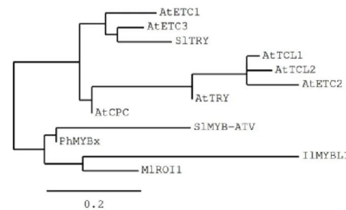 Figure 3. Main features of the SlMYB-ATV mutated protein. (A) Predicted protein sequences as result 