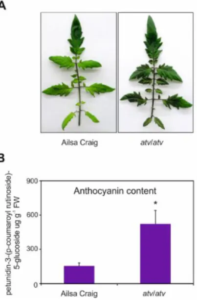 Figure 4. atv mutant plants grown  under non-stressing conditions 