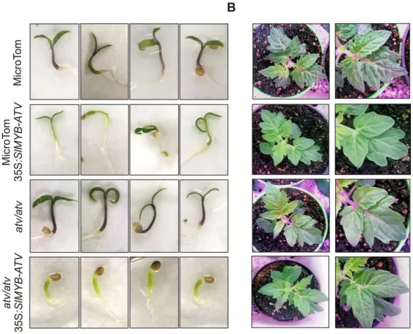 Figure 6. Overexpression of SlMYB-ATV in tomato. Phenotype of (A) 1-week-old seedlings and (B) 4-
