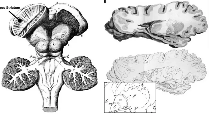 Figure 1.1 Historical anatomical depictions of basal ganglia. 