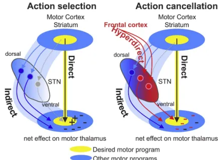 Figure 1.2 STN-centric action-selection and cancellation model proposed by Mosher et al [58]