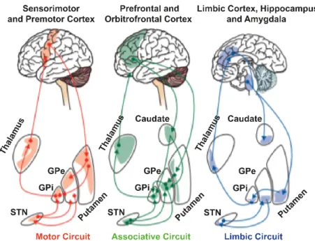 Figure 1.3  Schematic diagram of the three main loops in the Cortico-basal ganglia-thalamocortical  network