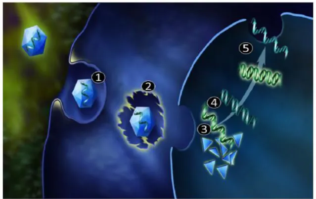 Figure 10:  AAV entry in the cell: 1 indicates receptor binding and endocytosis; 2, escape  into cytoplasm; 3, nuclear import; 4, capsid disassembly; 5, double-strand synthesis; and  6, transcription