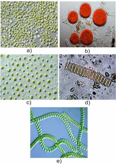 Figure 1.) Microalgae strains: a) Chlorella vulgaris (Eigenes Werk, cc by-sa 3.0); b) Haematococcus pluvialis (Frank Fox, cc by-sa.de);  c) Nannochloropsis sp