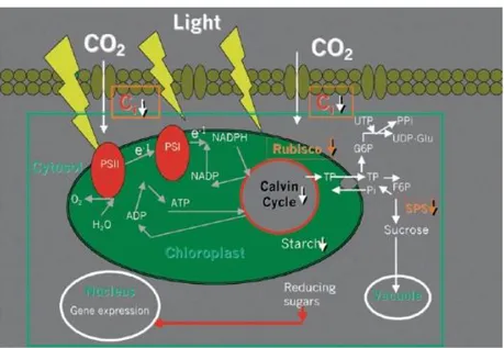 Figure  7.)  Under  drought  the  declining  level  of  intercellular  CO2  concentration  (Ci)  decreased  the  activity  of  Calvin  cycle  with  consequent  accumulation  of  reducing  power  with  the  formation  of  ROS  (see  text)
