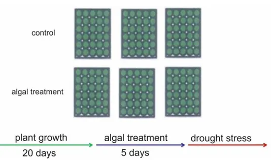 Figure 7.) Scheme of hydroponic system used for drought stress experiments. Each green box represents a polystyrene plot with  thirty Arabidopsis thaliana plants.
