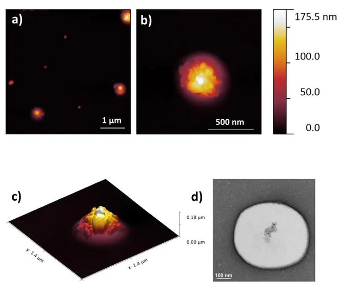 Figure 3.5 AFM and TEM imaging of Sor-Mag-SLNs. AFM topographical scans at   a) low and b) high magnification of nanoparticles deposited onto a silicon substrate;  