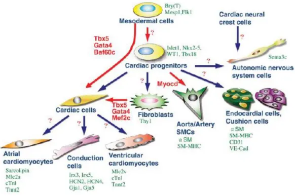 Figure 1.3 – Cardiac cells derivatives from the multipotent precursor under the control of different signals of 