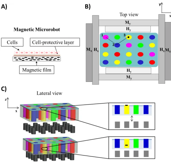 Figure 2. 11 Concept of the proposed platform: thin film-based magnetic microrobot acting as cell carrier (A); 