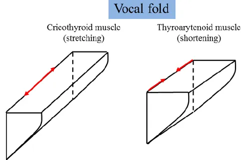 Figure 2.2 The stretching and shortening effects of cricothyroid and thyroarytenoid muscles on vocal folds, 
