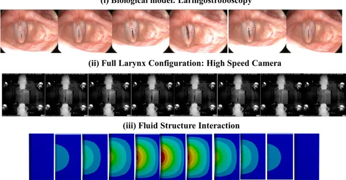 Figure  2.12  Glottal  width  modifications  during  an  oscillation  cycle  for  the  (i)  biological  model,  (ii)  fully  larynx 