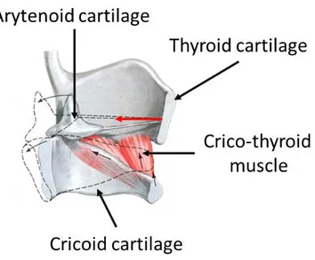 Figure 3.1 The activity of the cricothyroid muscle is depicted (adapted from http://beverlyhillsvoice.com/patient-