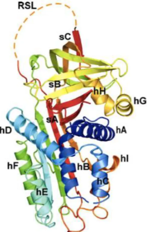 Figure 10. Three dimensional representation of maspin structure. 192