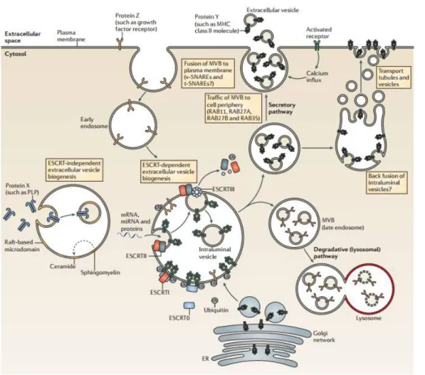 Figure  15.  Biogenesis  of  extracellular  vesicles.  Exosomes  may  derive  from  ESCRT  independent  or  dependent  extracellular vesicles biogenesis