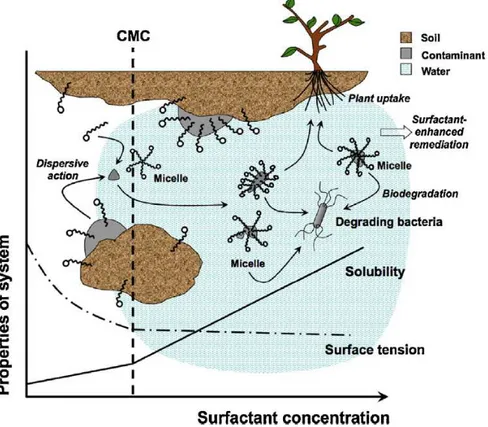 Fig.  6.  Schematic  mechanism  of  surfactant-enhanced phytoremediation. CMC=  critical  micellar concentration