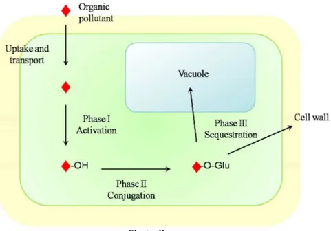 Fig.  7.  Schematic  representation  of  the  “green  liver”  concept:  Phase  I  results  in  the  activation  of  the  organic  pollutant  (e.g
