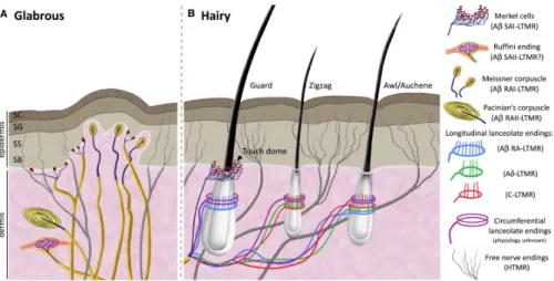 Figure 2: The cutaneous mechanoreceptors in the skin. A) In glabrous skin, innocuous touch is mediated by four types of mechanoreceptors and nerve endings