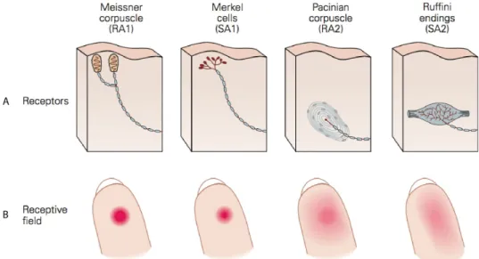 Figure 3: Mechanoreceptors arrangement. A) Positioning: superficial and deep layers of the glabrous (hairless) skin of the hand