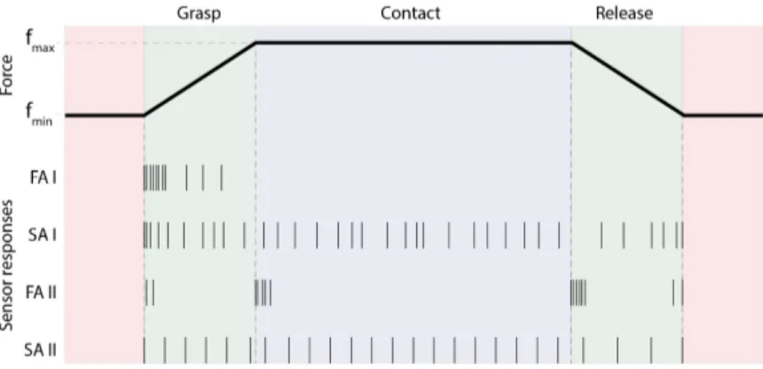 Figure 5: Afferent Coding; Illustration of the responses from each receptor against constant pressure.