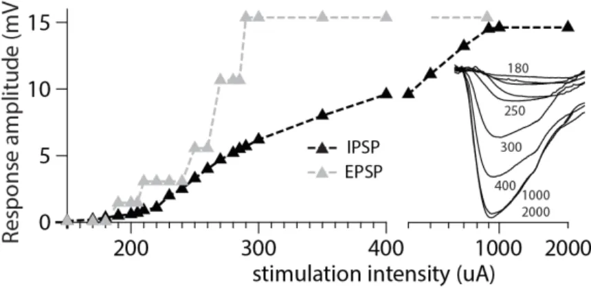 Figure 8: Compound IPSP. The gradual recruitment of summated, or compound, IPSPs with increased electrical stimulation intensity to a skin area adjacent to the excitatory receptive skin area of a sample projection neuron (figure from Article 3).