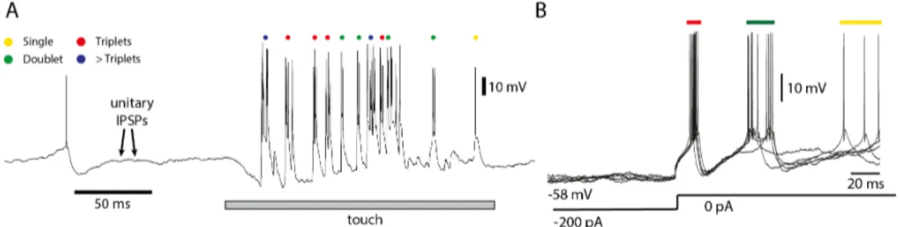 Figure 9: Cuneate neuron responses. A) Intracellular responses for a gentle stroke on paw of cat (data provided by Henrik J¨ orntell)