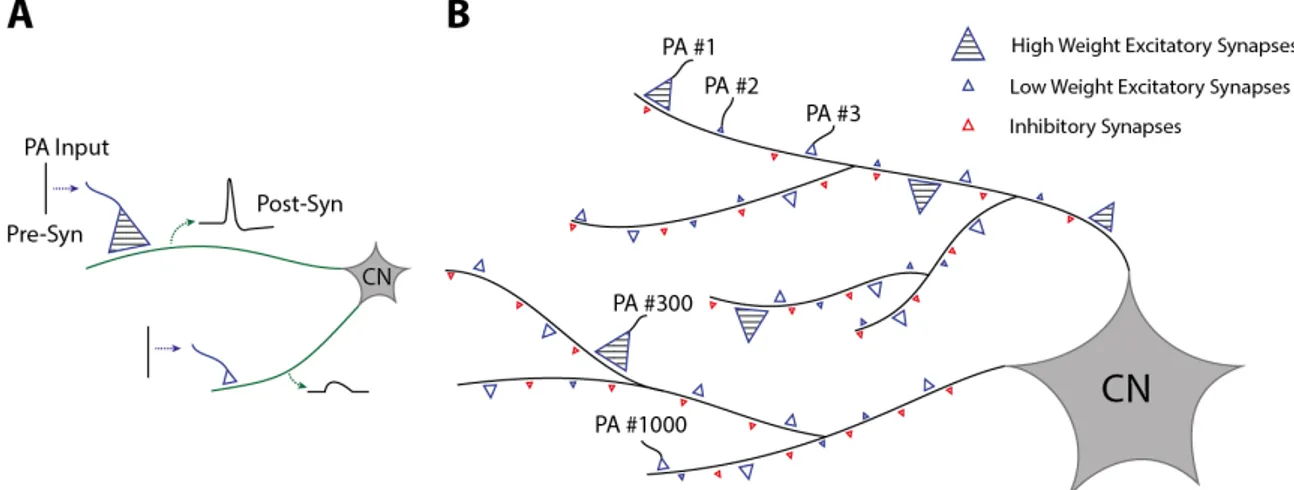 Figure 11: Specificity in synaptic learning. A) Sketch of postsynaptic responses (Post- (Post-Syn) for a presynaptic input spike train (Pre-(Post-Syn), depending on the size (weight ) of the synapse