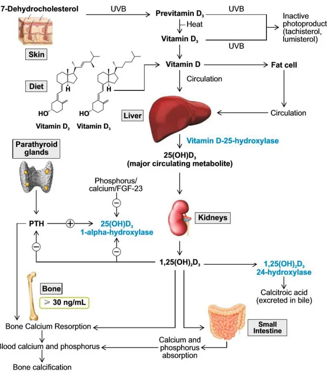 Figure 1. Metabolism of vitamin D and skeletal classic effects on phosphocalcic metabolism