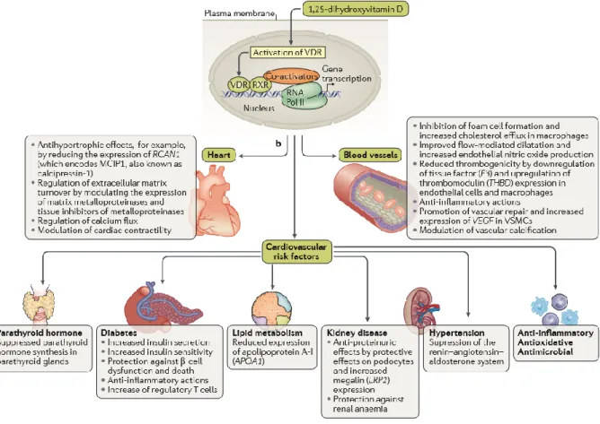 Figure  3:  Cardiovascular  effects  of  vitamin D receptor  activation.  On  the  basis  of  the  major  findings  from 