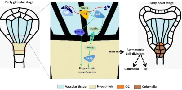 Fig.  1.  Hypophysis  specification  in  the  early  globular  stage  of  embryo  development and subsequent formation of the QC