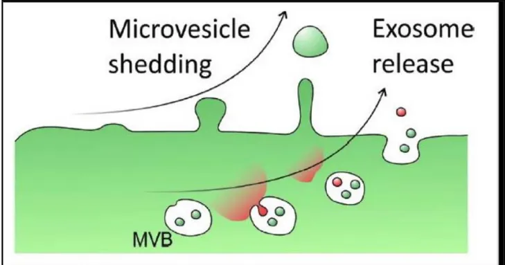 Fig 1: Exosome release from multivesicular bodies (MVB). (Yellon et al. Circ Res. 2014, 14, 315-24)