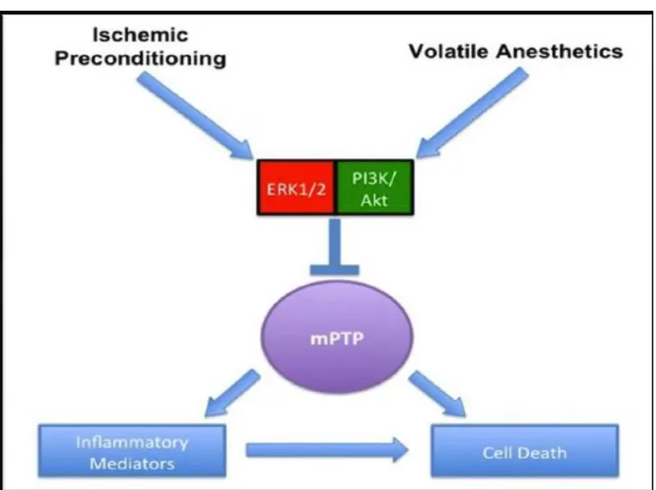 Fig. 3: Common protective pathways elicited by ischemic preconditioning and volatile anesthetics