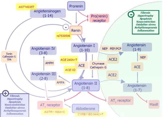 Figure 4.1 Pathways and effectors of the renin-angiotensin-aldosterone system. Effectors and 