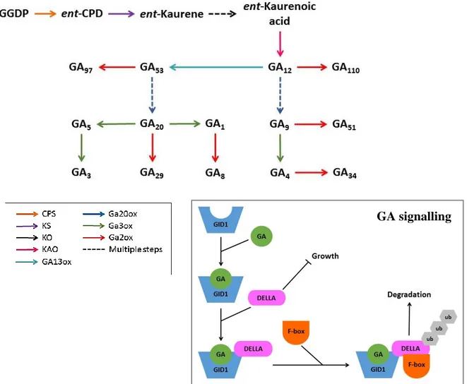 Figure 1.6. Simplified version of GA biosynthesis and signalling. GA biosynthesis starts from processing the 