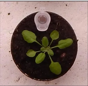 Figure 1.2. Arabidopsis thaliana at the 10-leaf stage.  Arabidopsis thaliana is a small plant that belongs to 