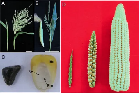 Fig  1.  Teosinte  compared  to  maize  (A)  A  teosinte  female  inflorescence  (left),  which arises as a secondary branch from tillers, and tassel (right)