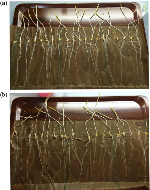 Figure S1. Depiction of rolled towel assay. Panel a shows the germinating seeds in  control  RTA  and  panel  b  shows  the  germinating  seeds  in  treated  RTA