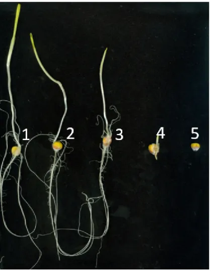 Figure S2. Depiction of each severity score. Seedlings were rated from 1-5 scale as  previously reported (Stagnati et al., 2019), where: 1 = healthy, germinated seedlings  with no visible signs of colonization; 2 = germination and colonization of the kerne