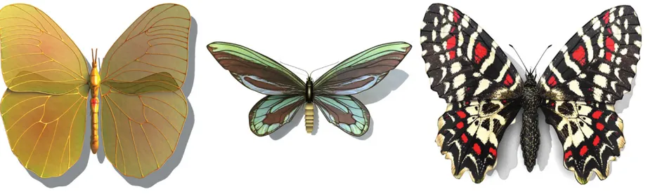 Fig. 4. From left to right: Phoebis Avellaneda (credits: Mike Gladchenko), Ornithoptera Alexandrae (credits: kim Lagercrantz), Zerynthia Rumina (credits: Ryan Bostic)