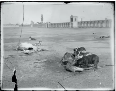 Figure 3. Antoin Sevruguin, Dead Horses, glass plate negative (23.8 cm x 18.3 cm), undated