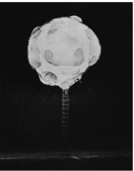 Figure 6: Harold Edgerton. Atomic Bomb Explosion, 1952 (circa), HEE-NC-52004.L.