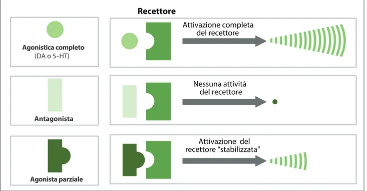 Figura 2. Rappresentazione schematica dell’effetto di molecole con diversi livelli di attività intrinseca quando si legano al proprio recettore,  come a esempio per i recettori D 2  o D 3  della dopamina